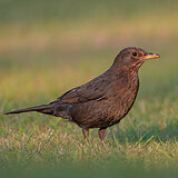 Garden birds